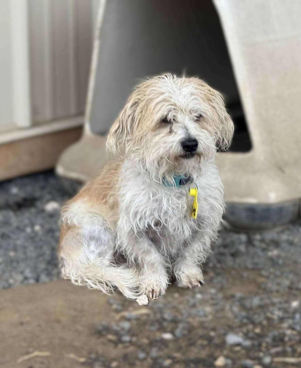 Chuy, a Adoptable mixed breed in Othello, WA image 1/2