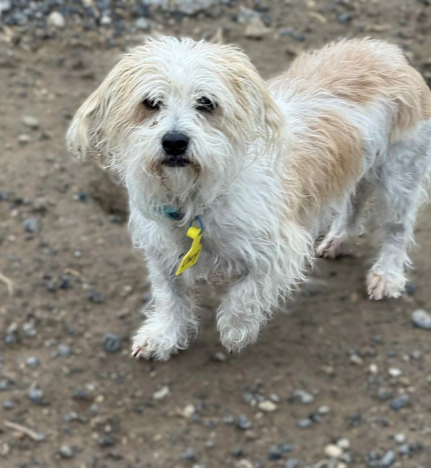 Chuy, a Adoptable mixed breed in Othello, WA image 2/2