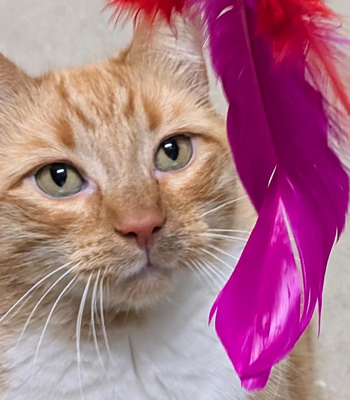 Barney , an adoptable Tabby in Bellingham, WA image 1/5