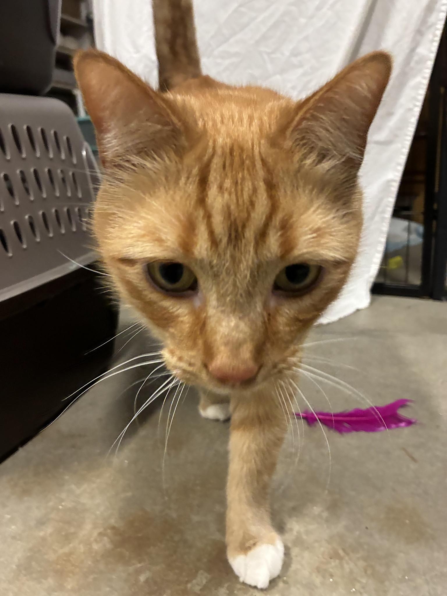 Barney , an adoptable Tabby in Bellingham, WA image 2/5