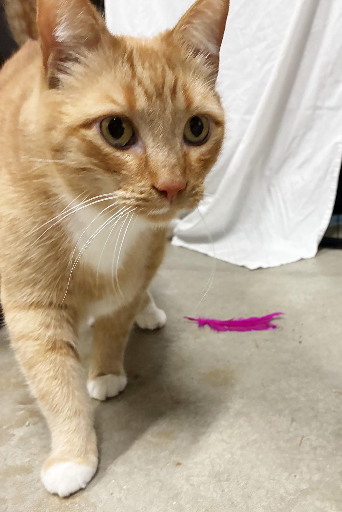 Barney , an adoptable Tabby in Bellingham, WA image 3/5