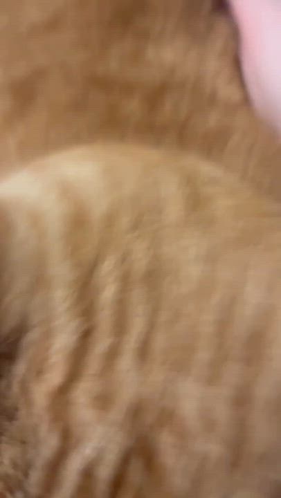 Enlarge Barney , an adoptable Tabby in Bellingham, WA video 5/5