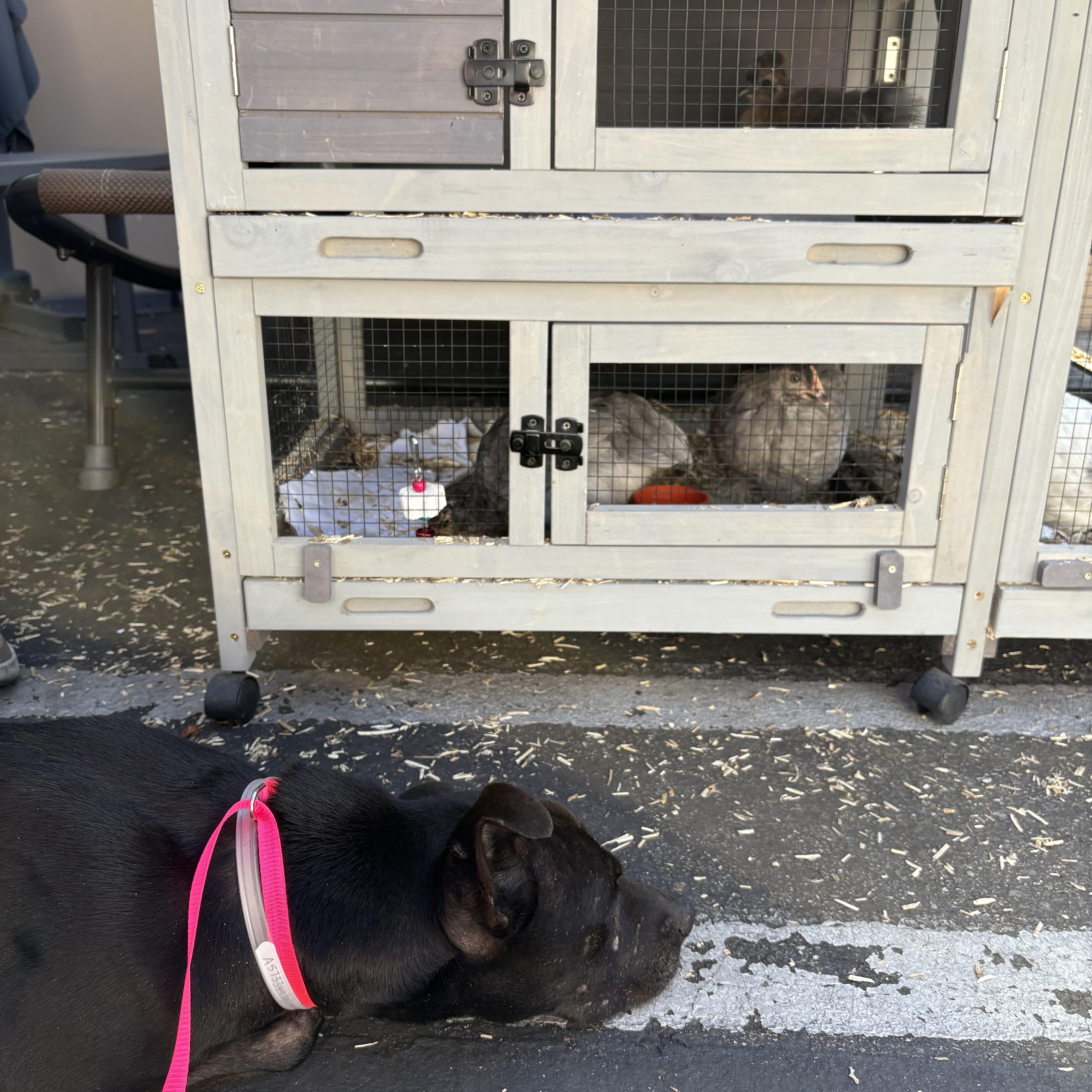 Kobe, a Adoptable mixed breed in Rancho Santa Margarita, CA image 3/6