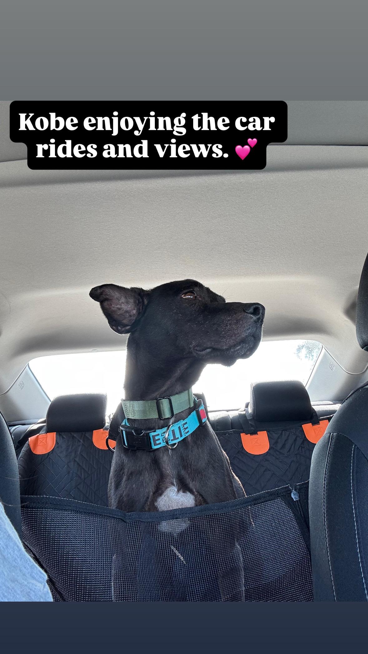 Kobe, a Adoptable mixed breed in Rancho Santa Margarita, CA image 2/6