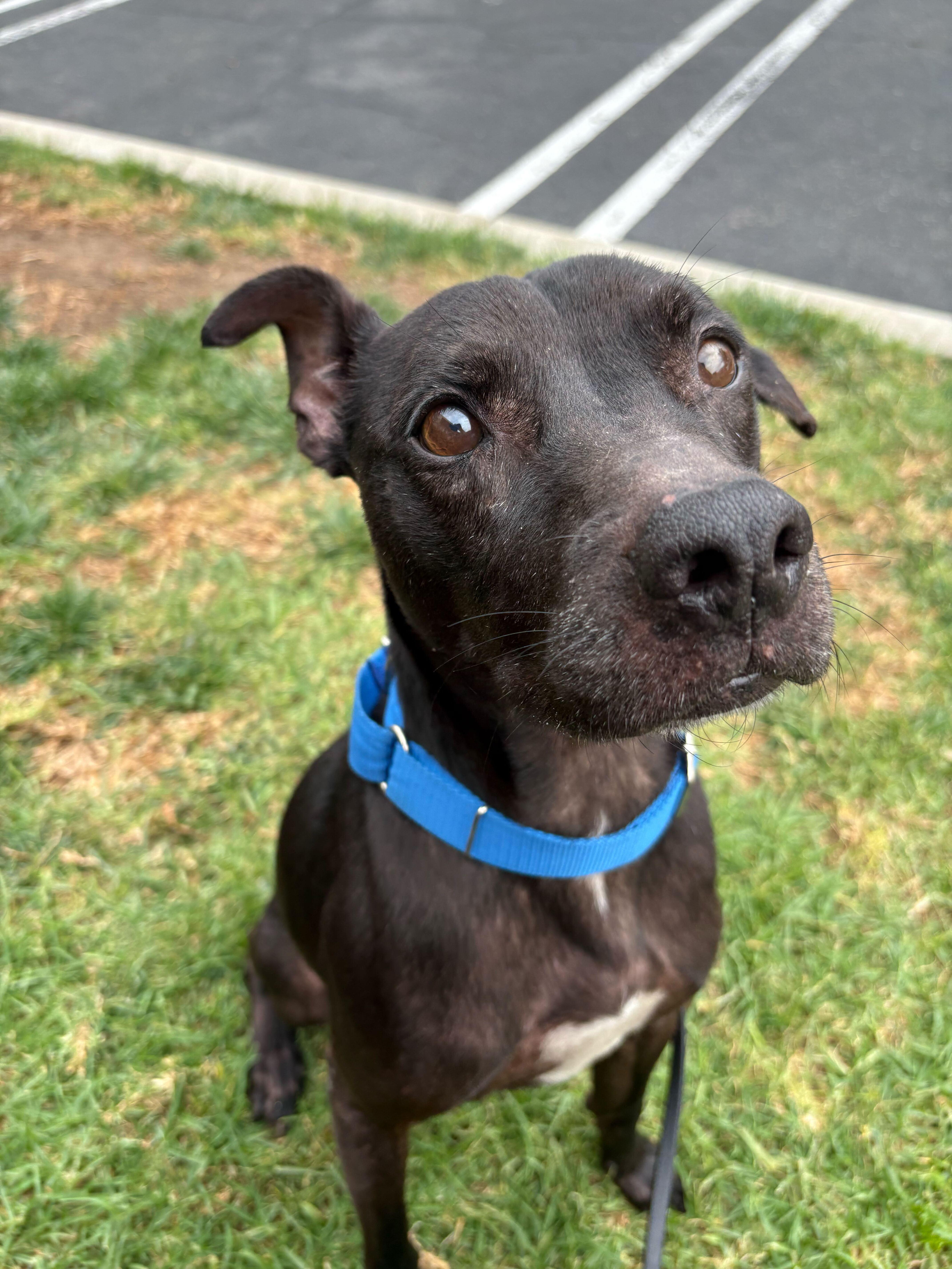 Kobe, Adoptable, Adult Male Pit Bull Terrier.