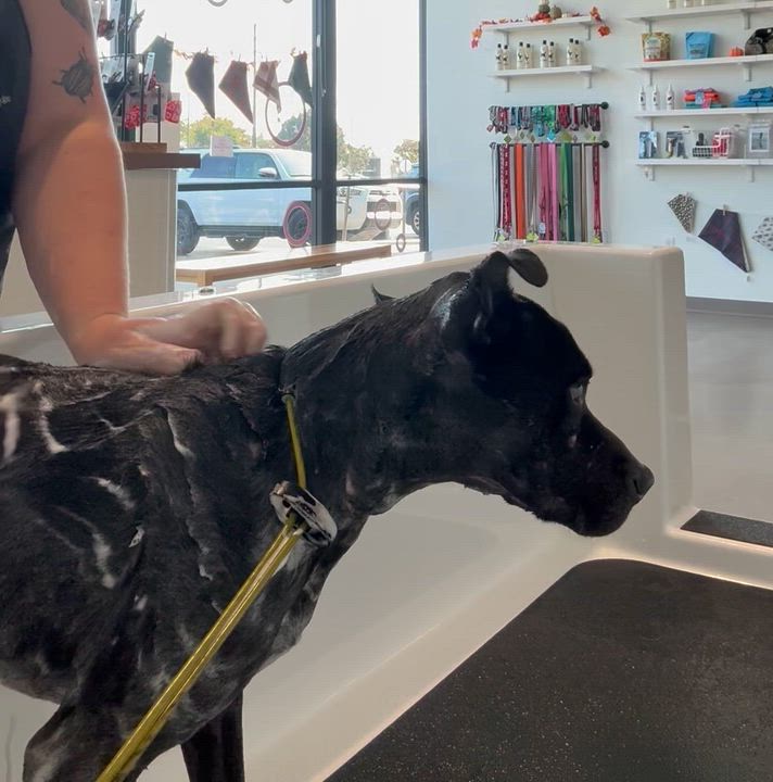 Enlarge Kobe, a Adoptable mixed breed in Rancho Santa Margarita, CA video 5/6