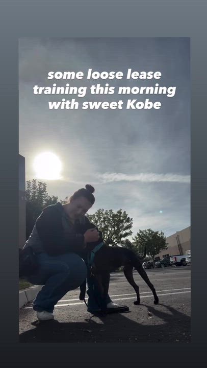 Enlarge Kobe, a Adoptable mixed breed in Rancho Santa Margarita, CA video 6/6