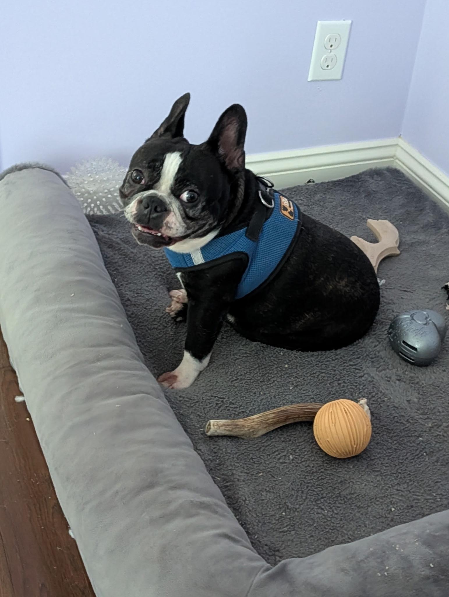 Enlarge Hokey Pokey, a Adopted mixed breed in Richmond, VA image 3/5