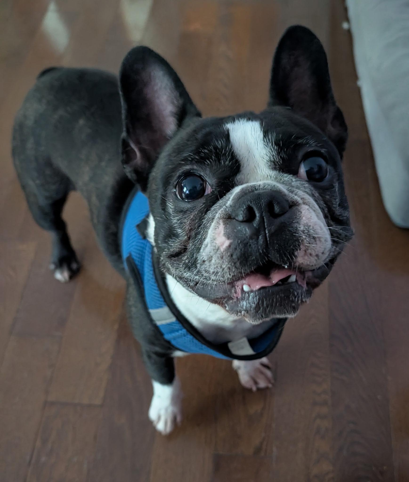Enlarge Hokey Pokey, a Adopted mixed breed in Richmond, VA image 1/5