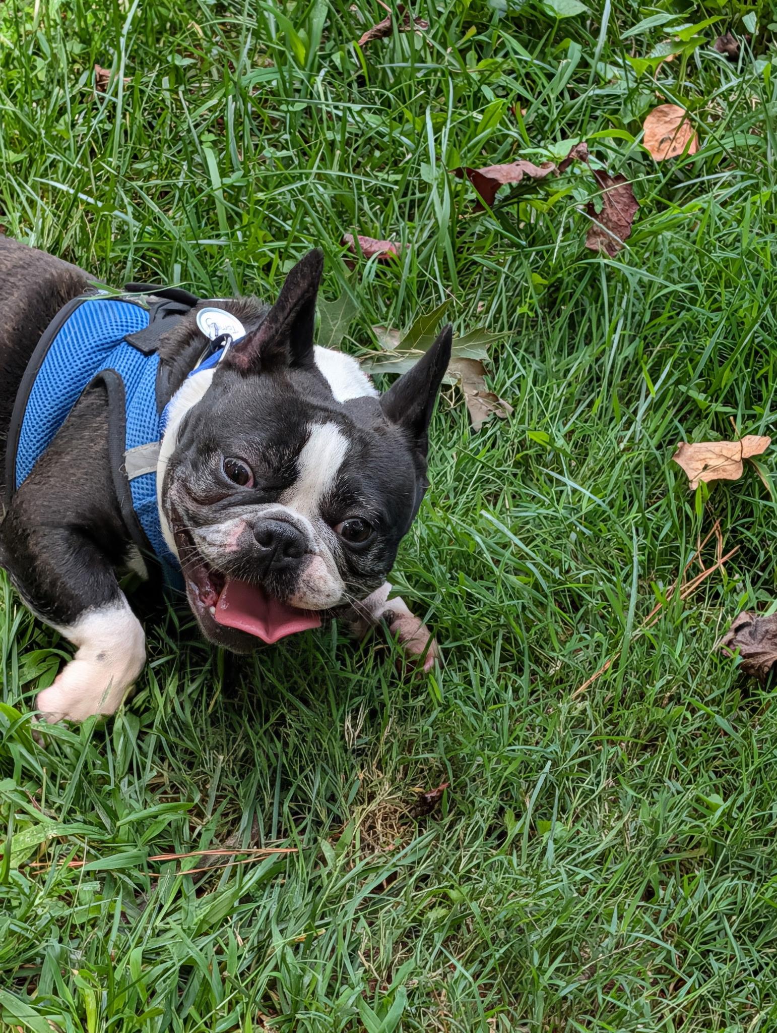 Enlarge Hokey Pokey, a Adopted mixed breed in Richmond, VA image 5/5