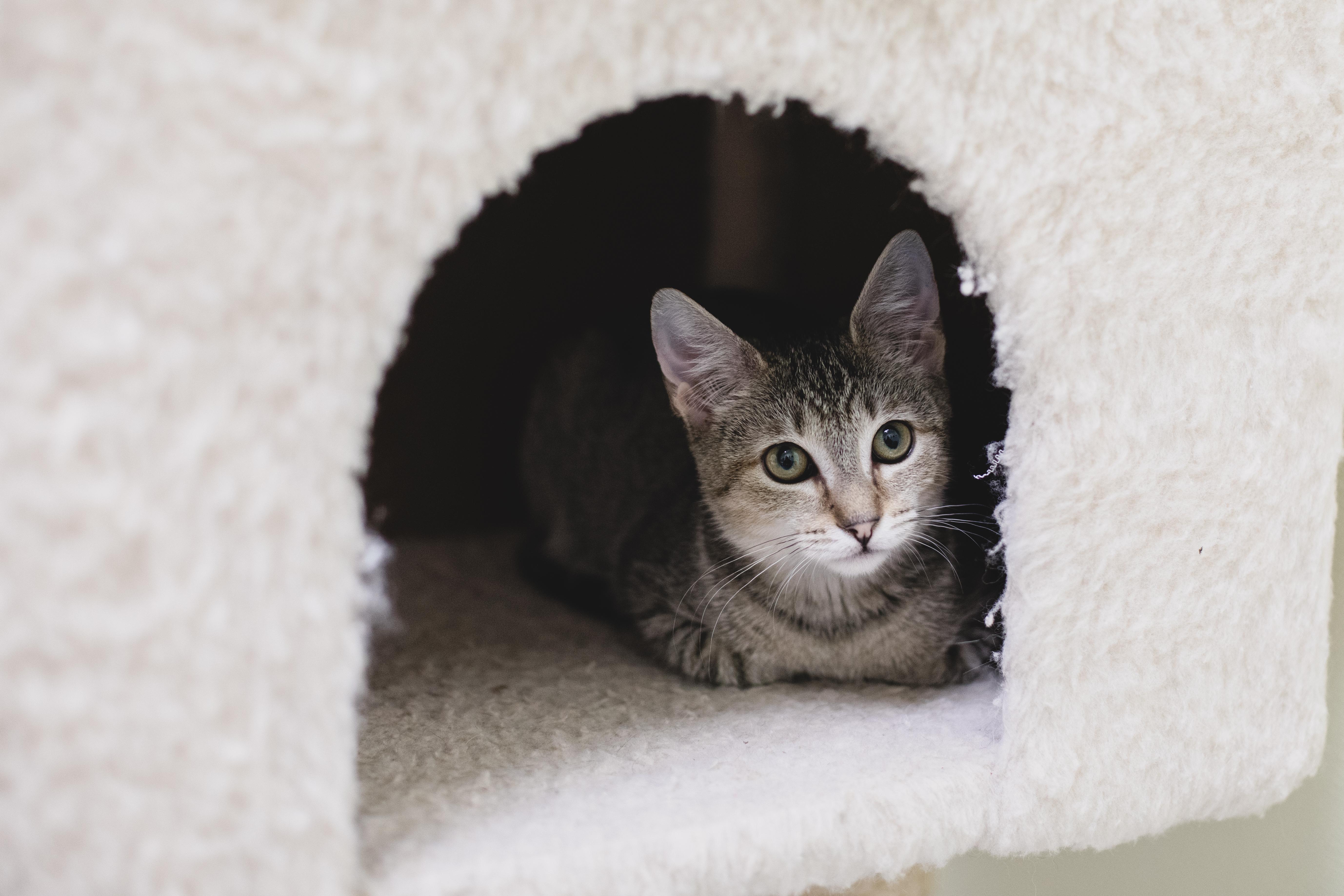 Romea (adoptable with bonded sister Antonia), a Adopted mixed breed in Terryville, CT image 2/6