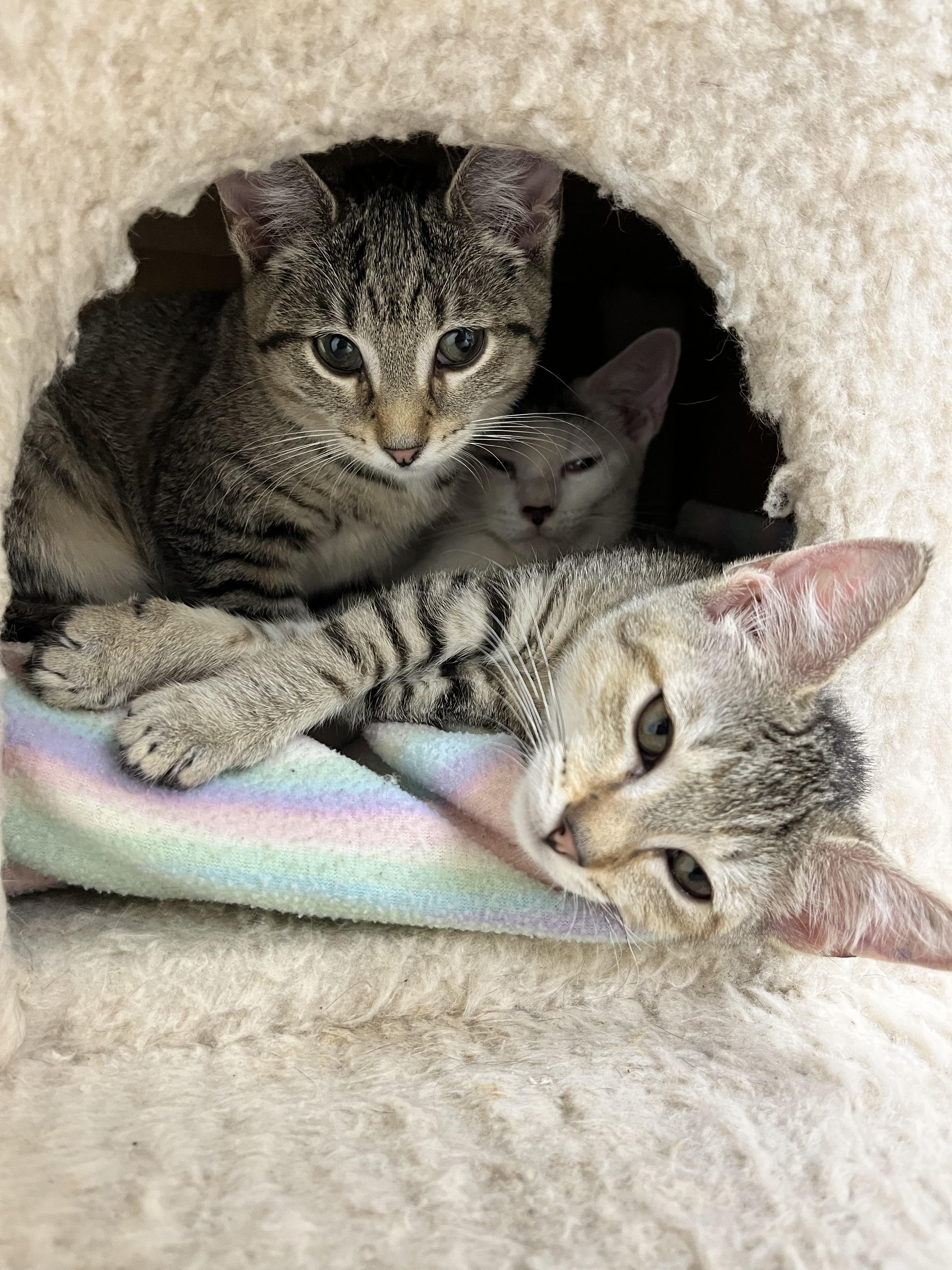 Romea (adoptable with bonded sister Antonia), a Adopted mixed breed in Terryville, CT image 3/6