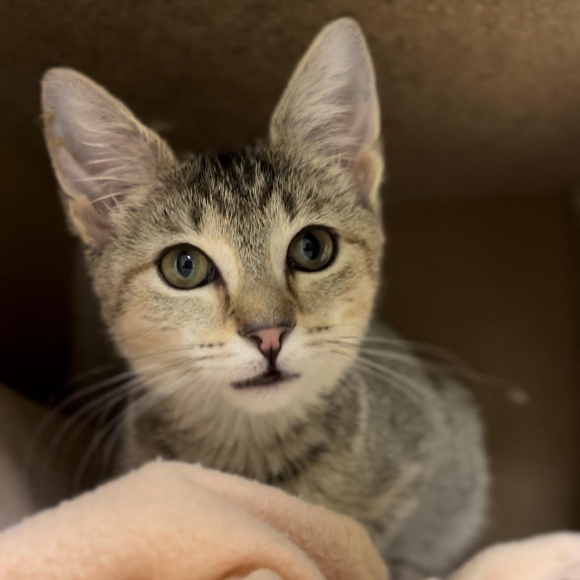 Romea (adoptable with bonded sister Antonia), a Adopted mixed breed in Terryville, CT image 4/6