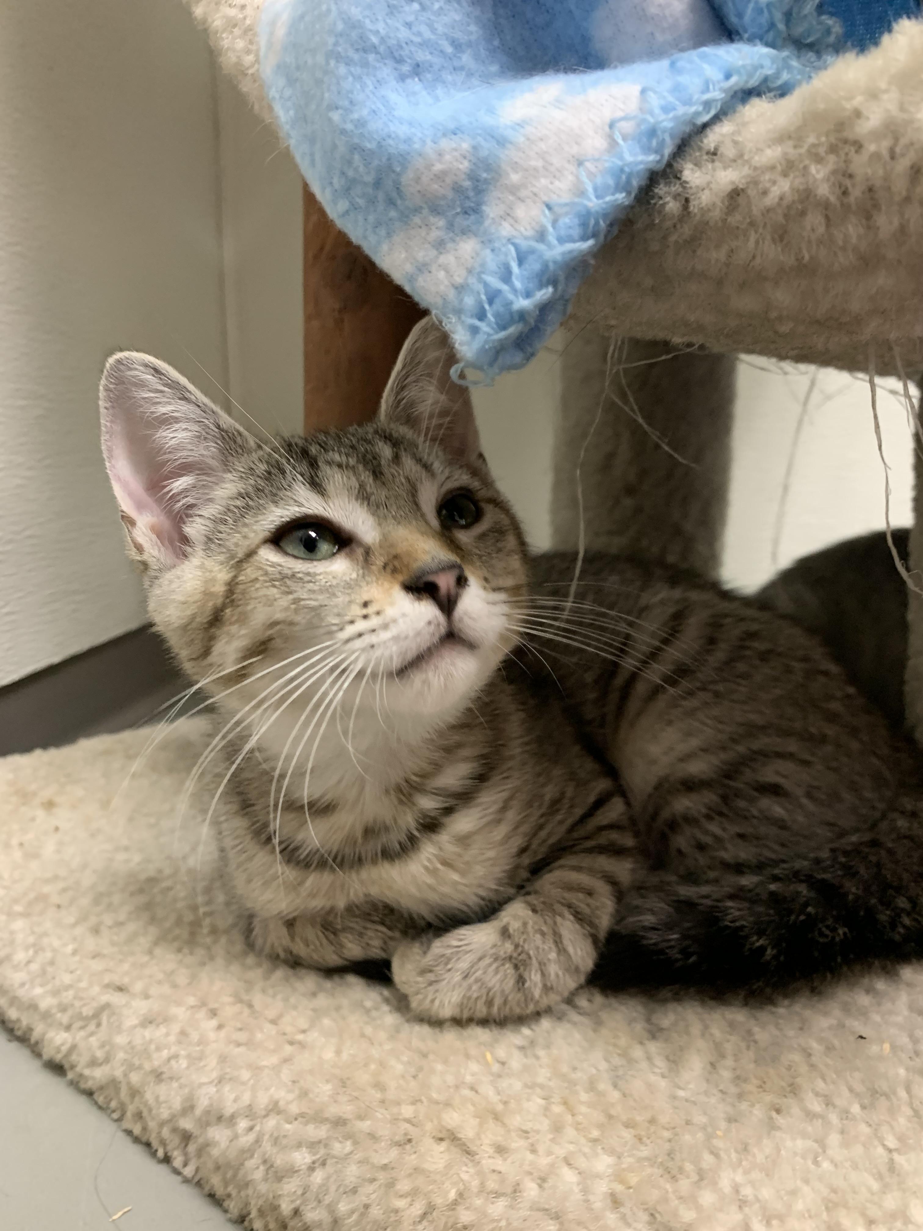 Romea (adoptable with bonded sister Antonia), a Adopted mixed breed in Terryville, CT image 5/6