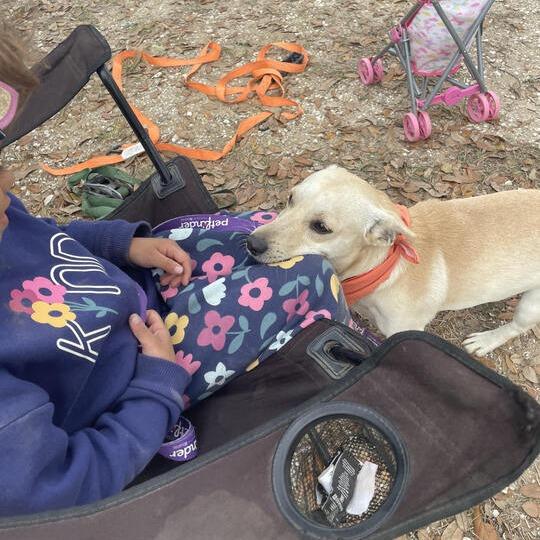 Baronie, a Adoptable Dachshund in Carencro, LA image 2/6