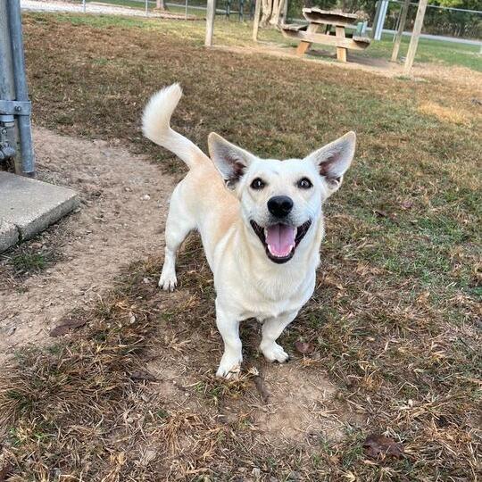 Baronie, a Adoptable Dachshund in Carencro, LA image 3/6