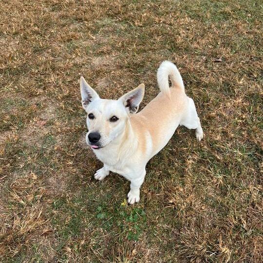 Baronie, a Adoptable Dachshund in Carencro, LA image 4/6