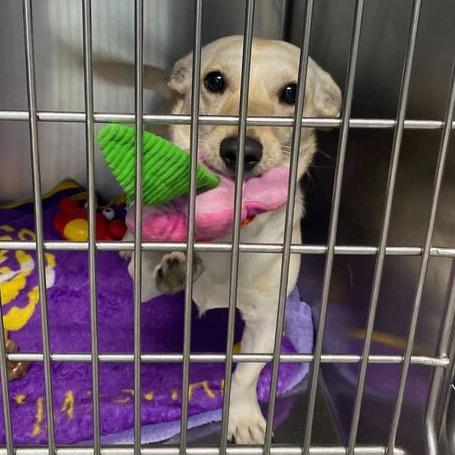 Baronie, a Adoptable Dachshund in Carencro, LA image 5/6