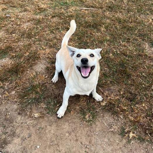 Baronie, a Adoptable Dachshund in Carencro, LA image 6/6