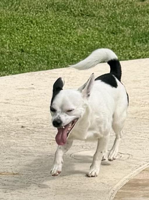 Joker, a ADOPTABLE mixed breed in Baker, LA image 5/6
