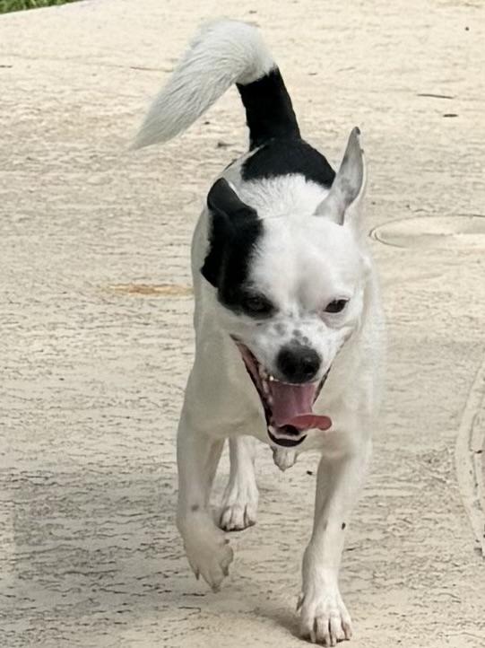 Joker, ADOPTABLE, Adult Male Chihuahua.