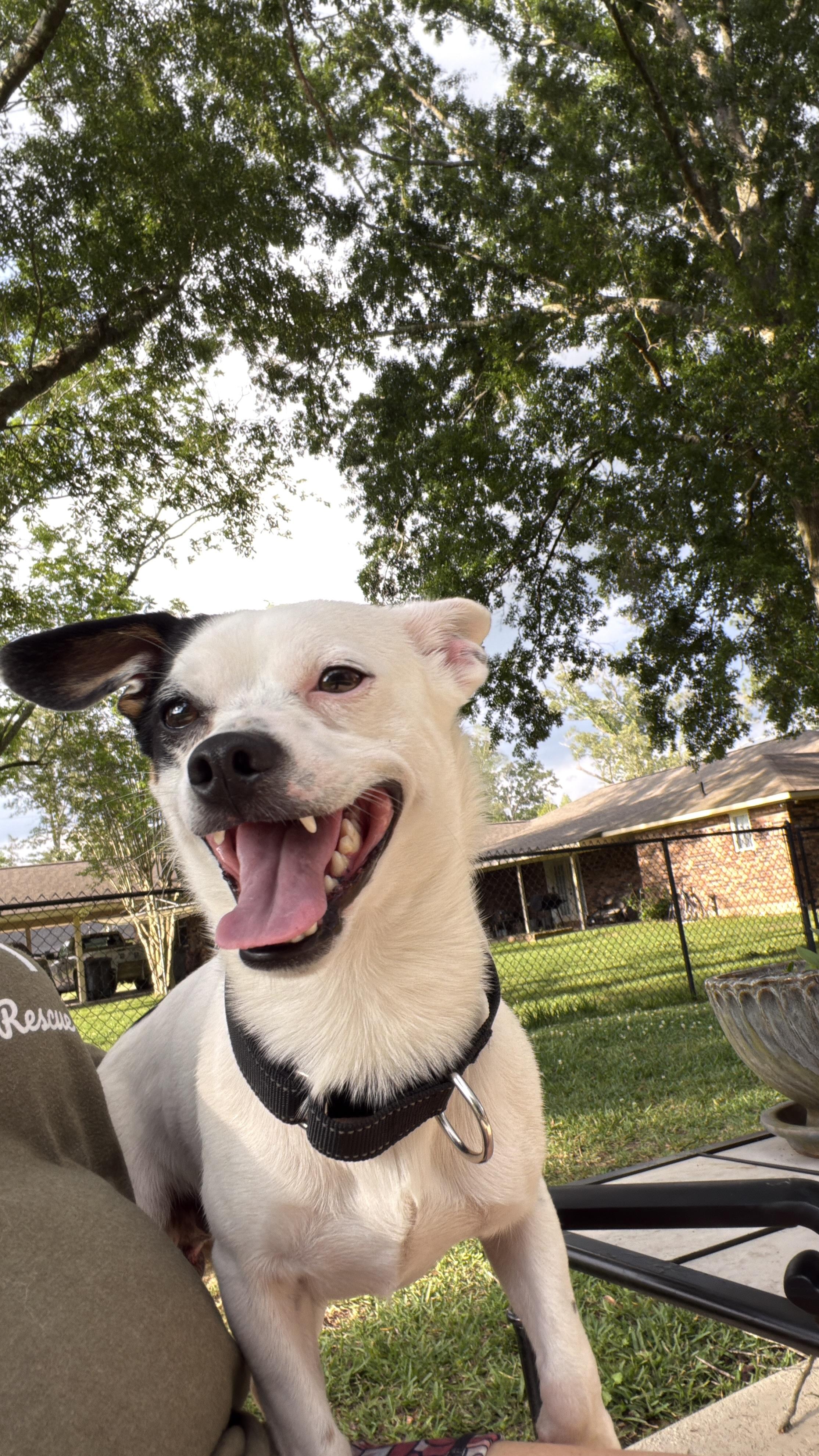 Joker, a ADOPTABLE mixed breed in Baker, LA image 2/6