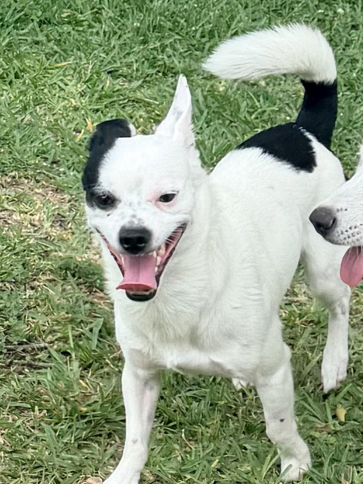 Joker, a ADOPTABLE mixed breed in Baker, LA image 3/6