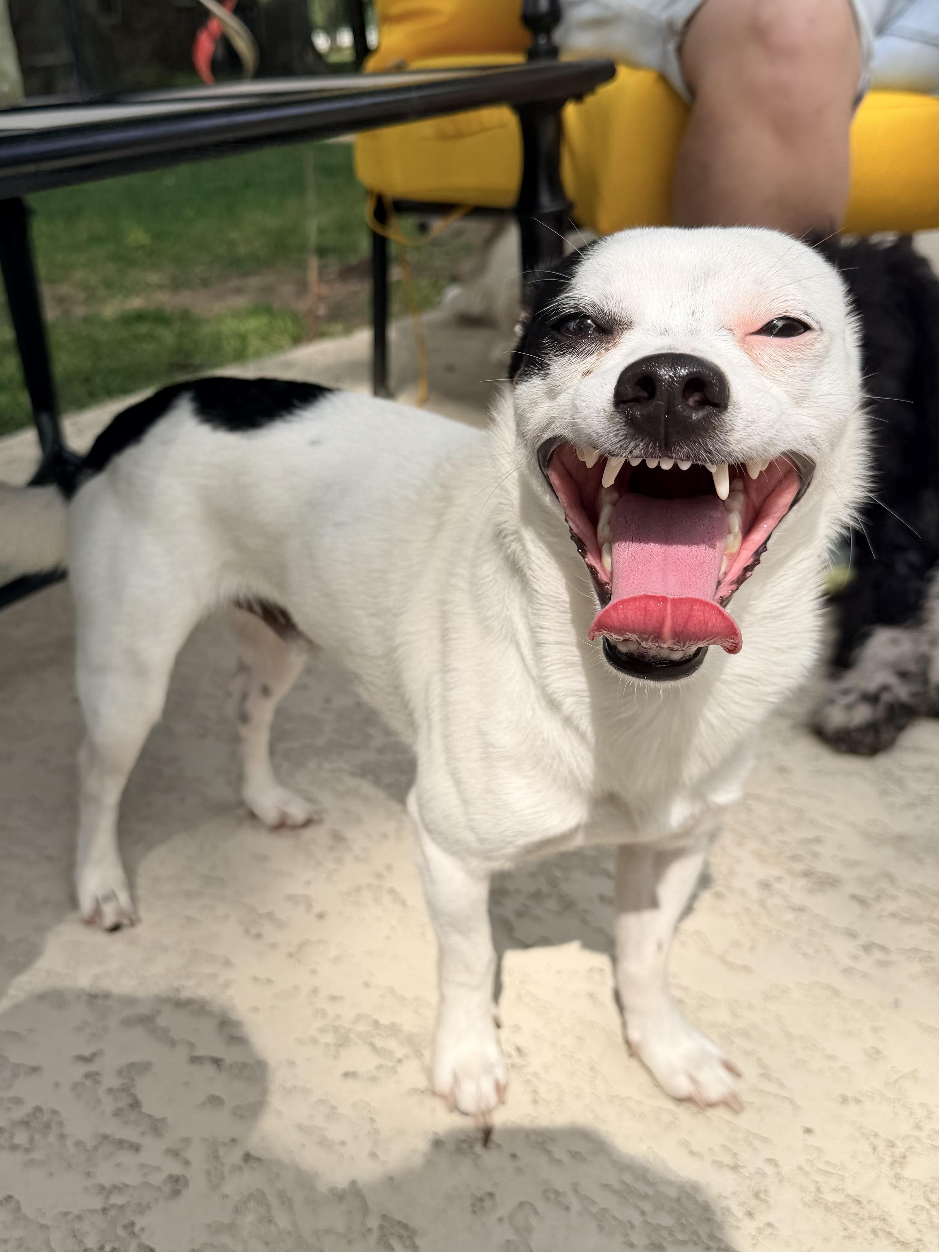Joker, a ADOPTABLE mixed breed in Baker, LA image 4/6