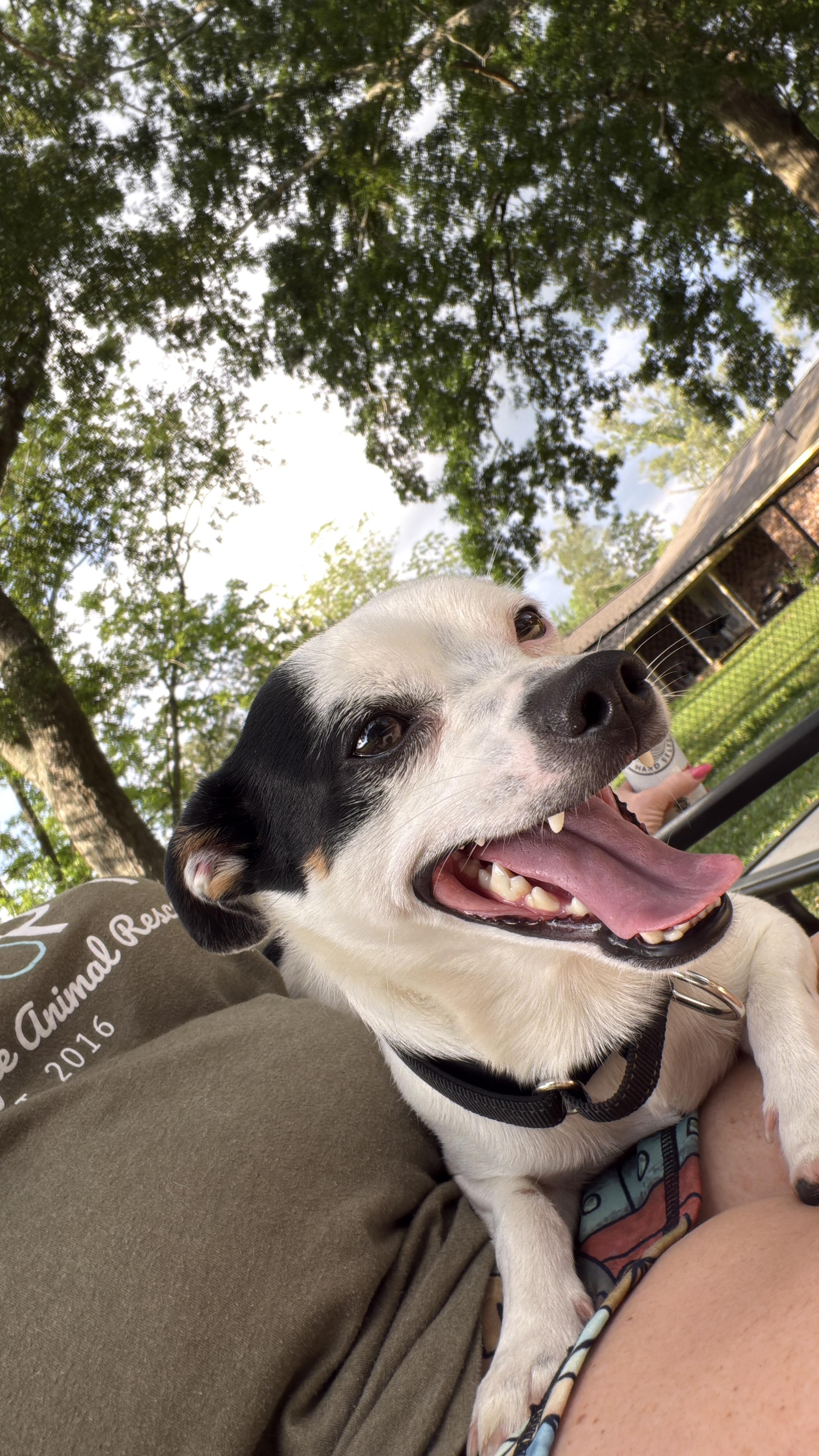 Joker, a ADOPTABLE mixed breed in Baker, LA image 6/6