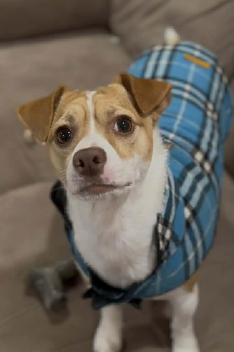 Jake, a Adopted mixed breed in Newport, NH image 2/3