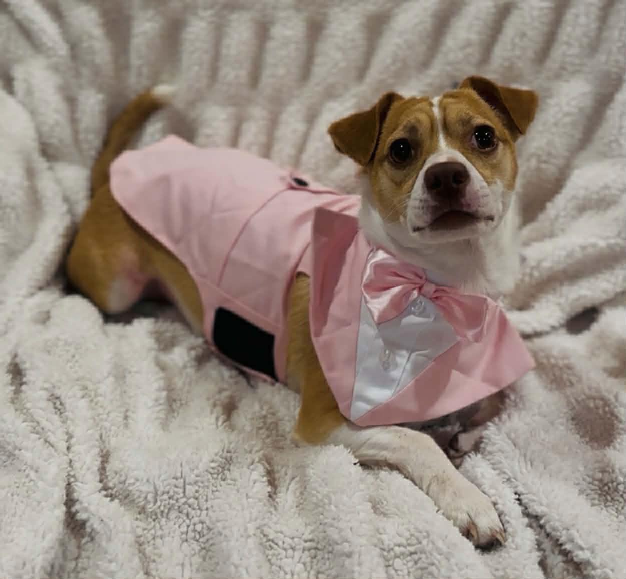 Jake, a Adopted mixed breed in Newport, NH image 3/3