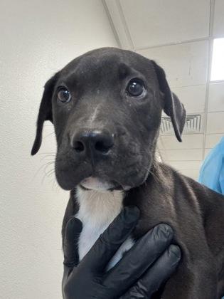 Apollo, Adoptable, Puppy Male Pit Bull Terrier & Mixed Breed.