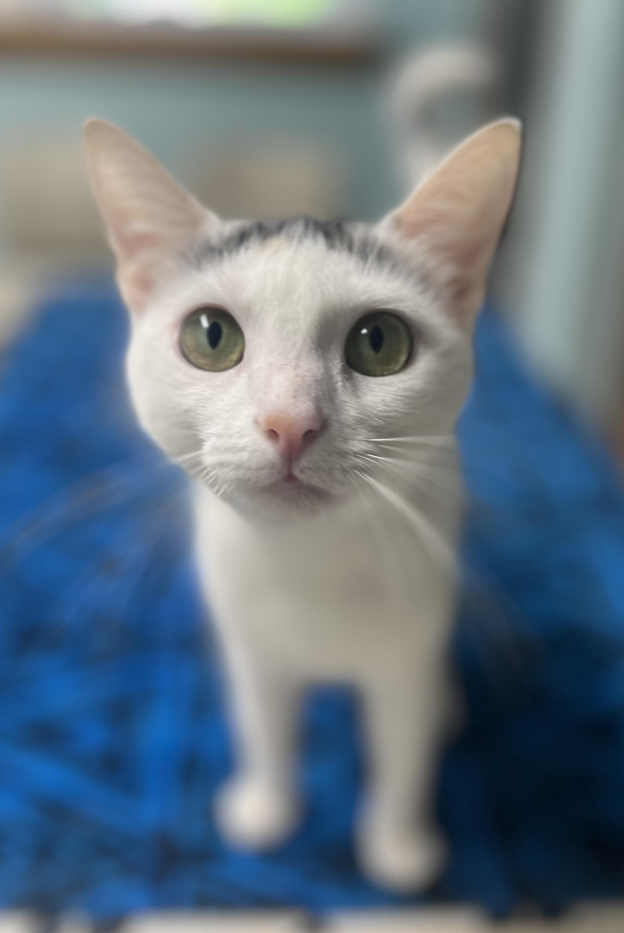 Nova photo