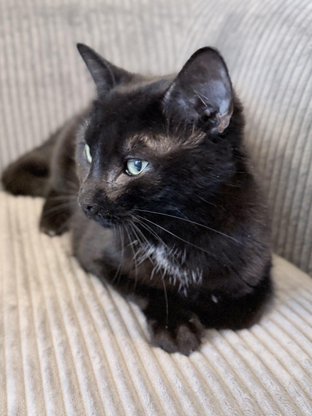 Enlarge Blossom, an adopted Domestic Short Hair in Honeoye, NY image 1/1