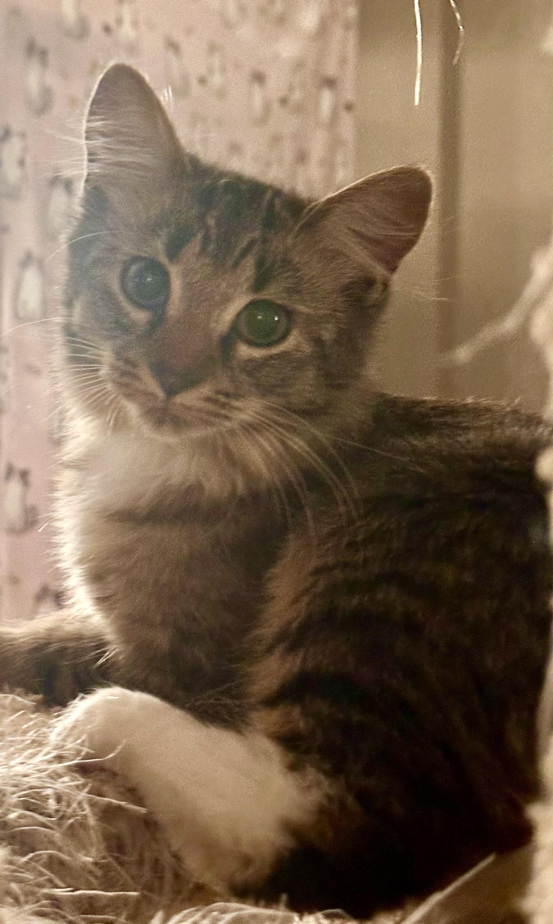 Enlarge Lena, a ADOPTABLE mixed breed in Atlanta, GA image 1/5