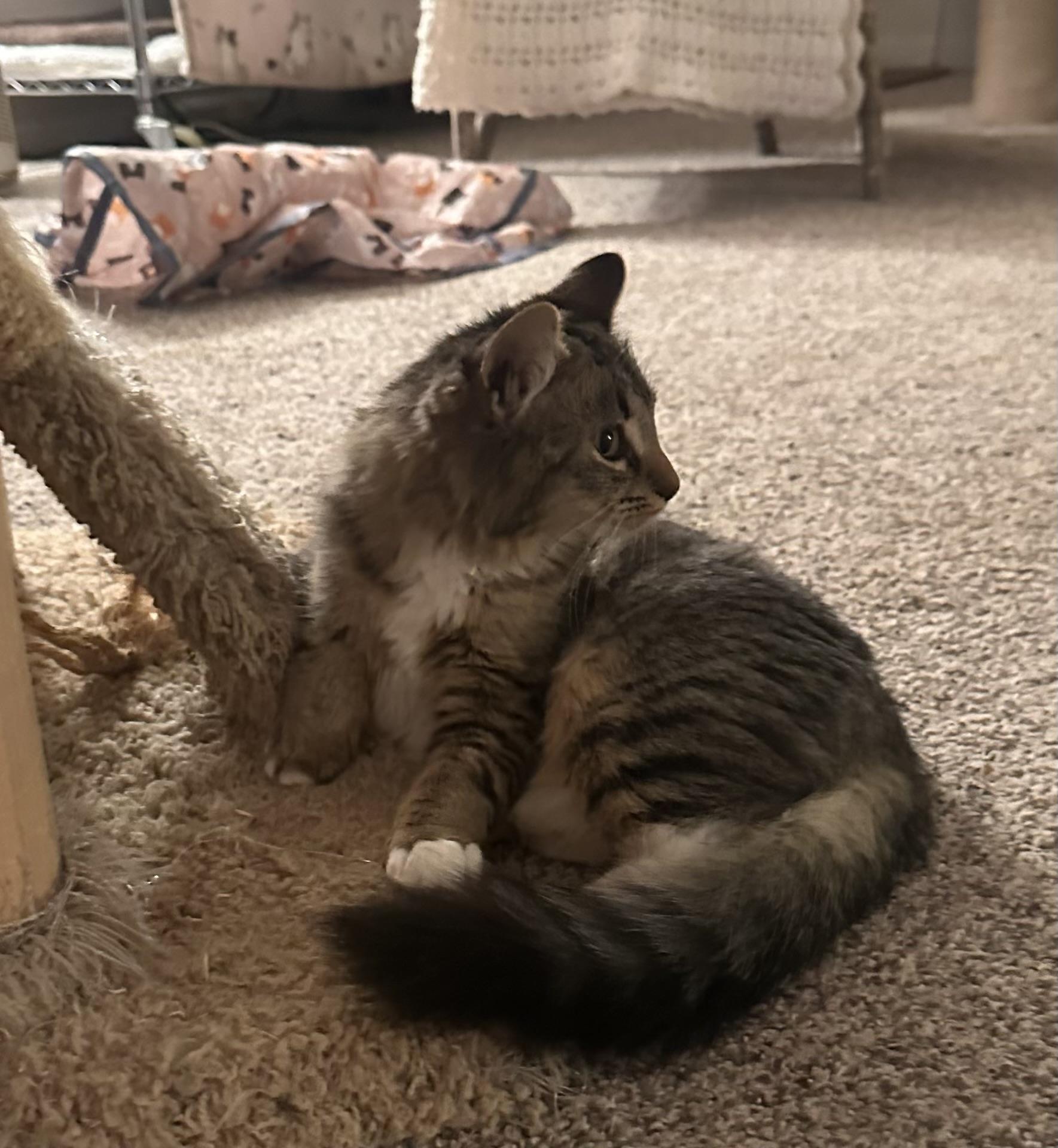 Enlarge Lena, a ADOPTABLE mixed breed in Atlanta, GA image 4/5