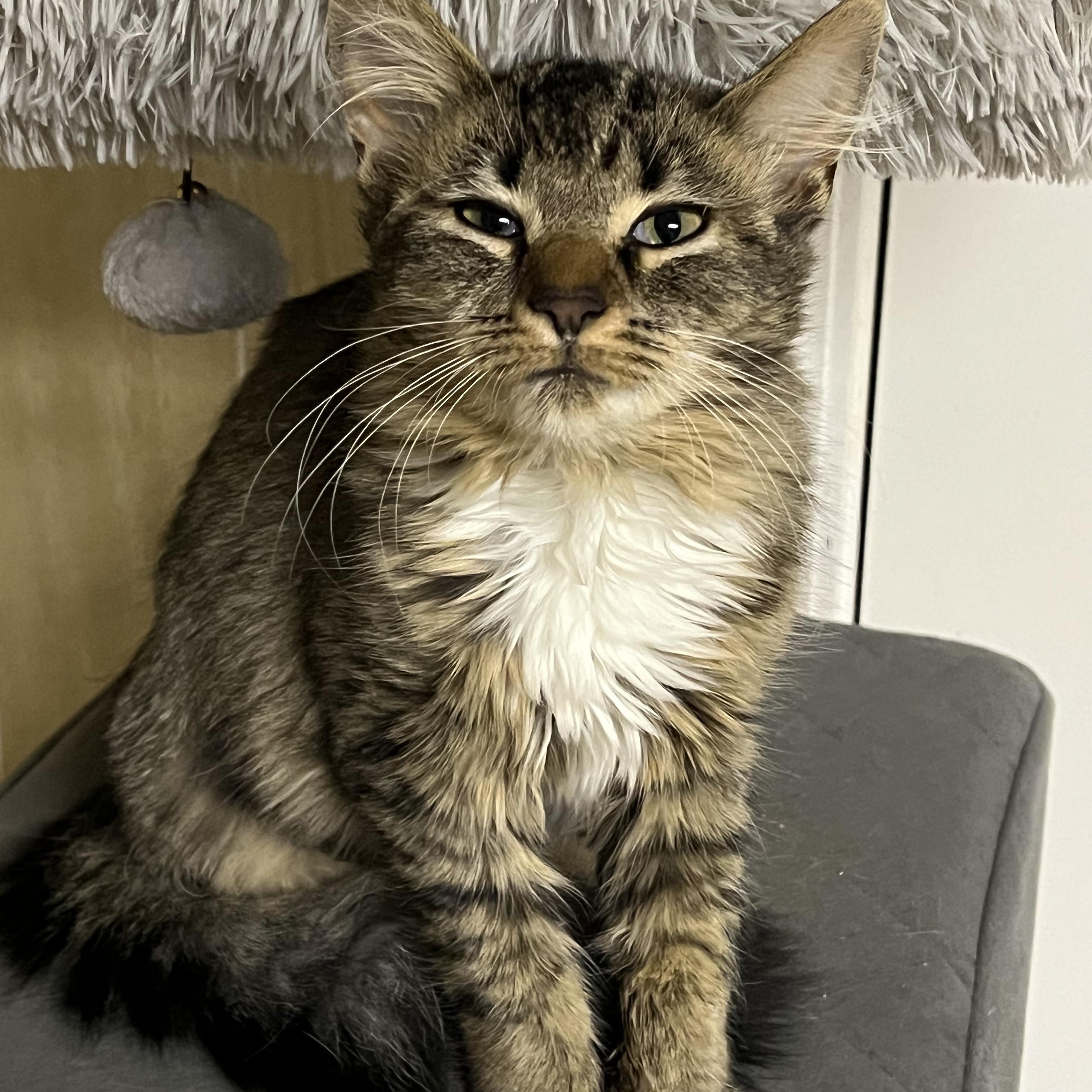 Enlarge Lena, a ADOPTABLE mixed breed in Atlanta, GA image 5/5