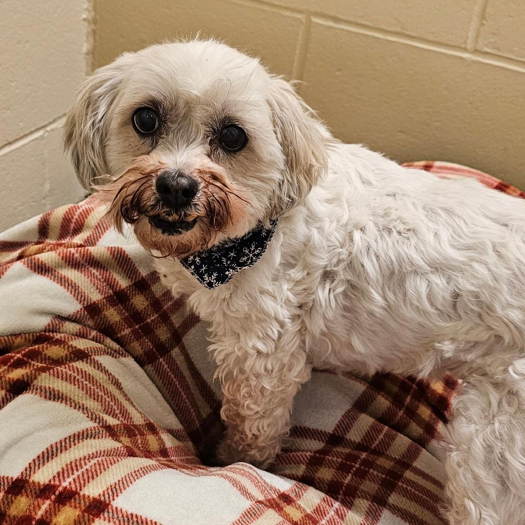 Tiffany, a Adoptable Bichon Frise in Concord, NH image 1/3