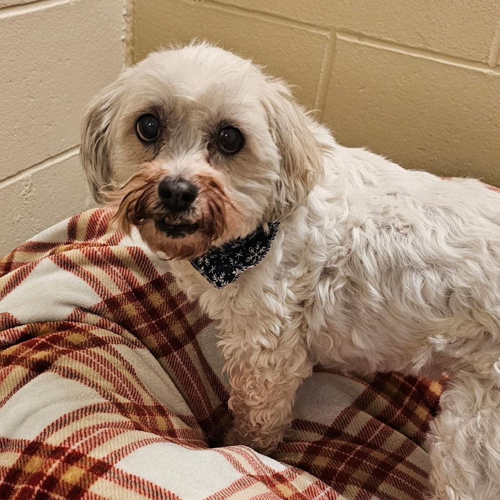 Tiffany, a Adoptable Bichon Frise in Concord, NH image 2/3
