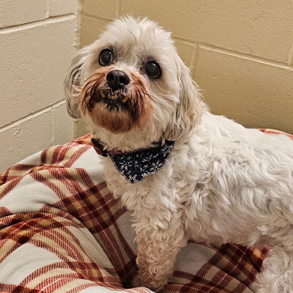 Tiffany, a Adoptable Bichon Frise in Concord, NH image 3/3