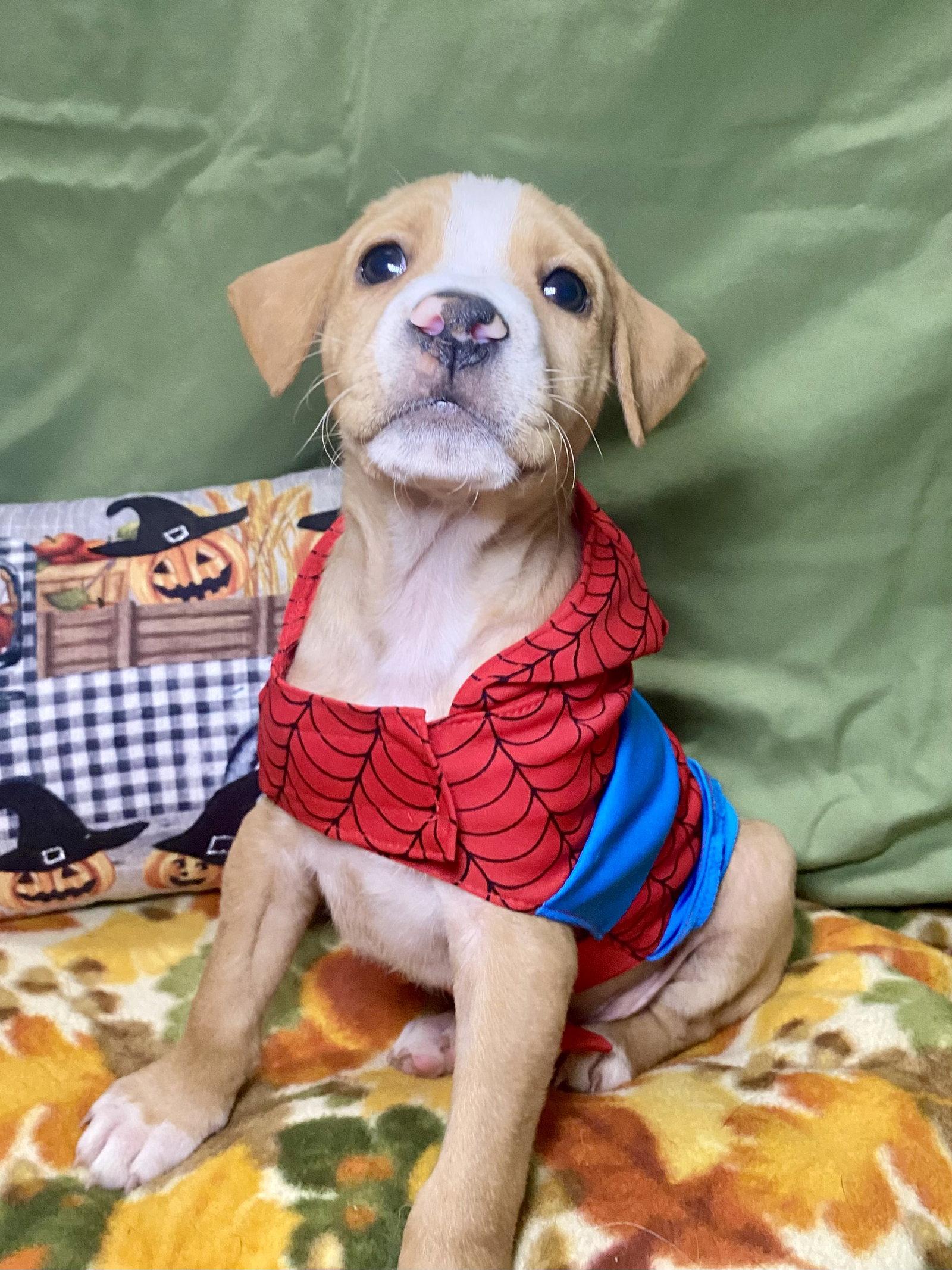 Enlarge Jack, a Adoptable mixed breed in Barnhart, MO image 1/3