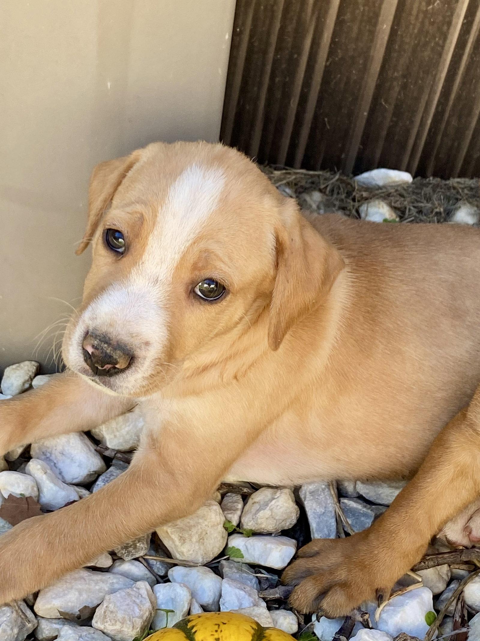 Enlarge Jack, a Adoptable mixed breed in Barnhart, MO image 2/3
