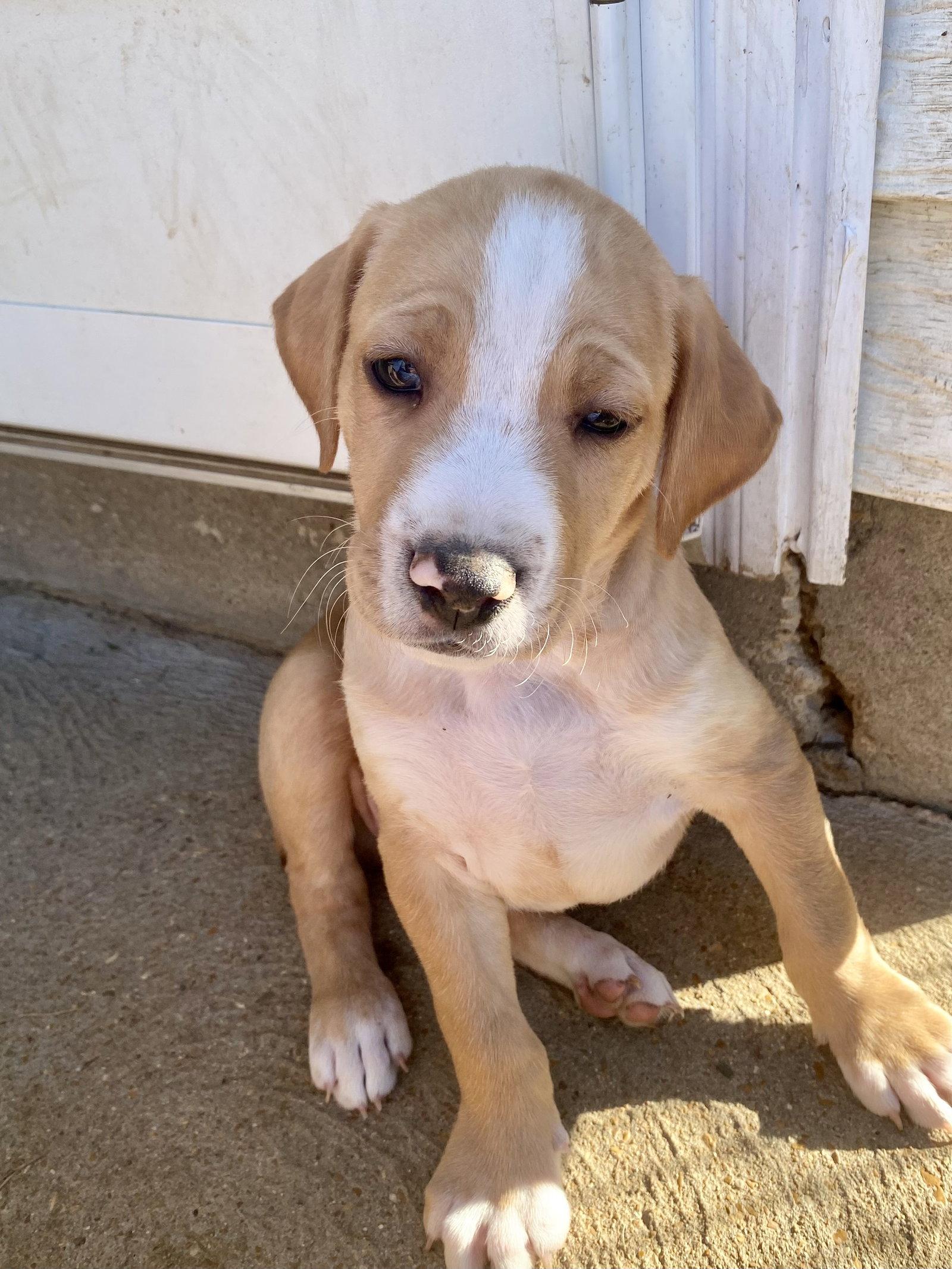 Enlarge Jack, a Adoptable mixed breed in Barnhart, MO image 3/3