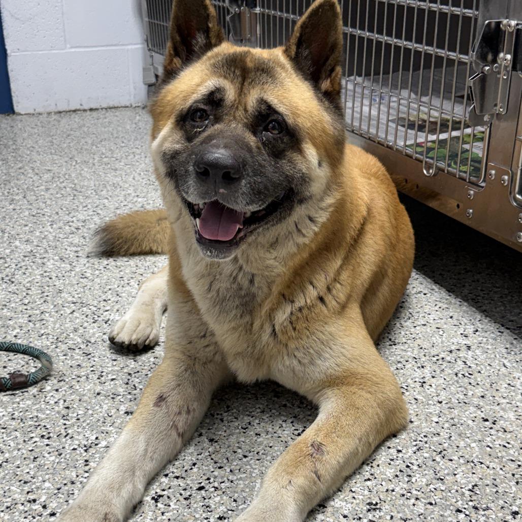 トップス Akita Akitas for Adoption in Leakesville, Mississippi | Petfinder