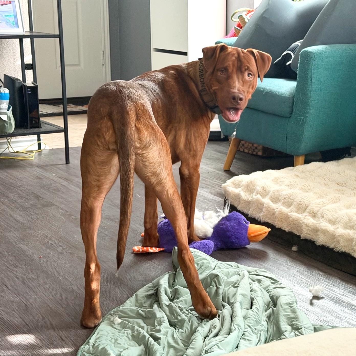 Enlarge Bourbon, a Adoptable mixed breed in Bedminster, NJ image 4/6