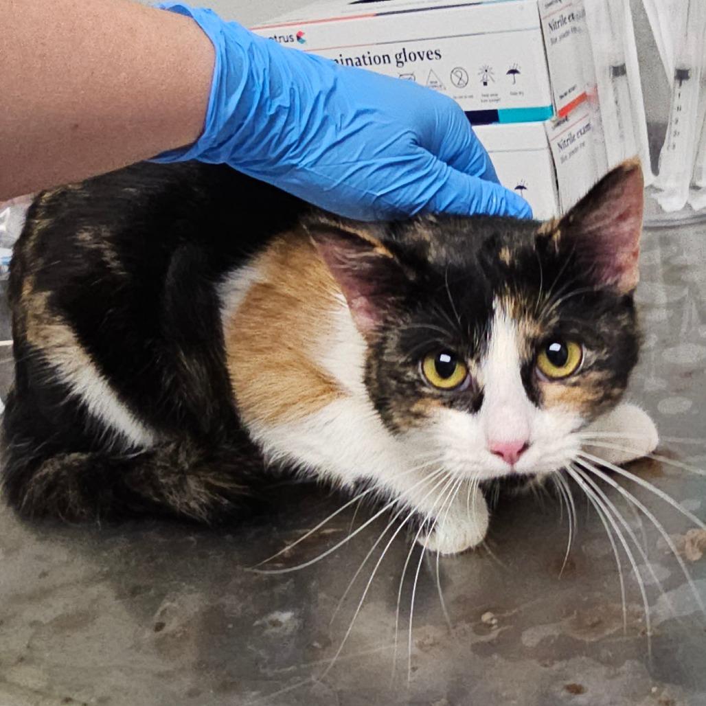 Enlarge April, a Adoptable Domestic Short Hair in Concord, NC image 2/2