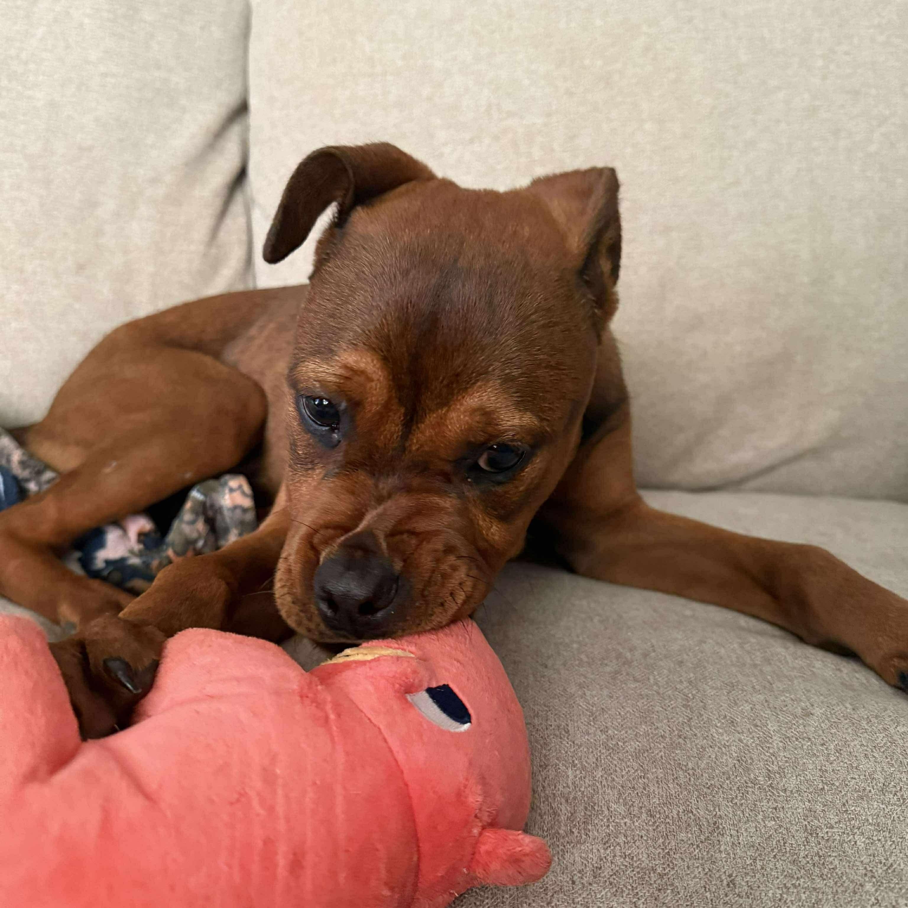 Enlarge Remi, a Adopted mixed breed in Lexington, KY image 2/3