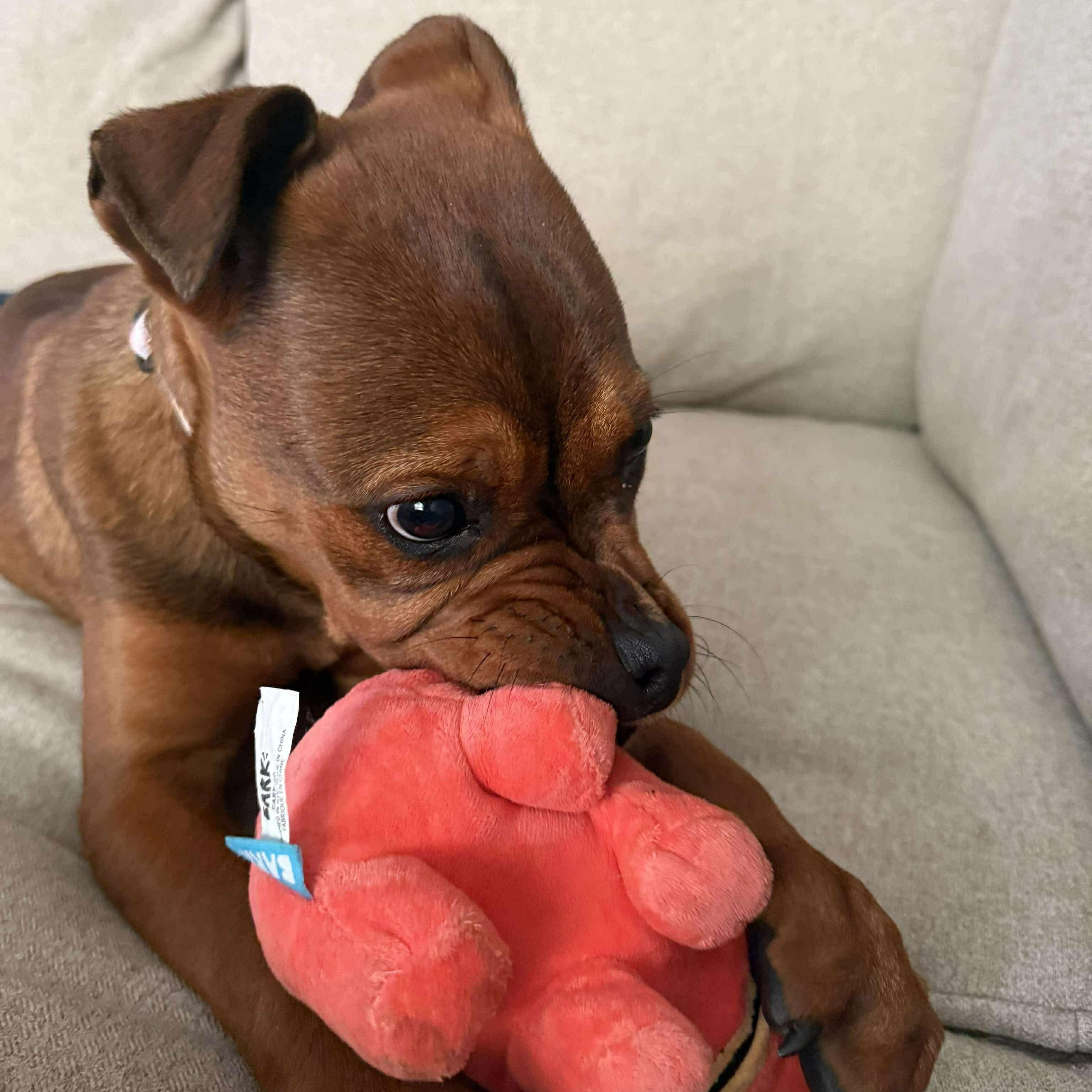 Enlarge Remi, a Adopted mixed breed in Lexington, KY image 3/3