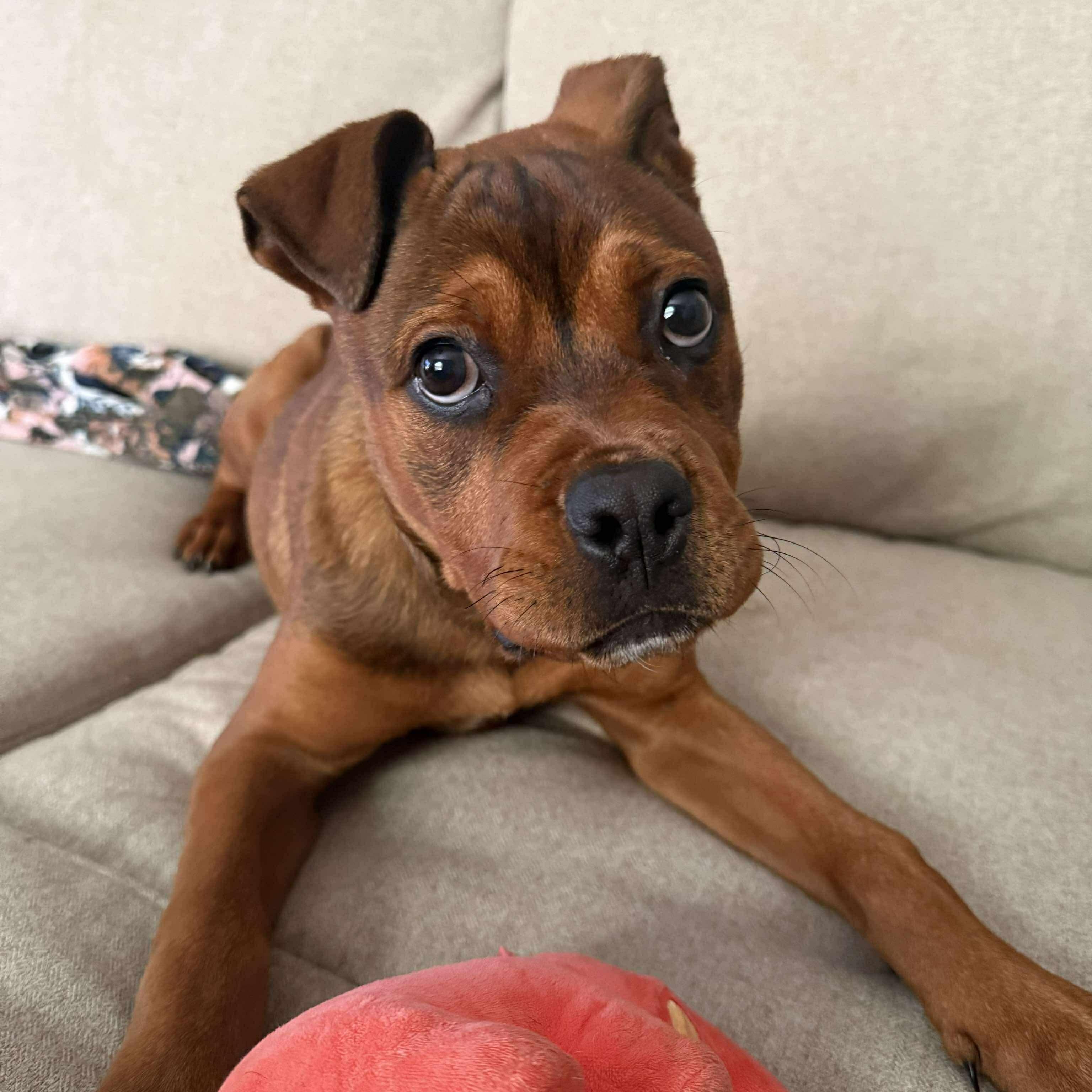 Enlarge Remi, a Adopted mixed breed in Lexington, KY image 1/3