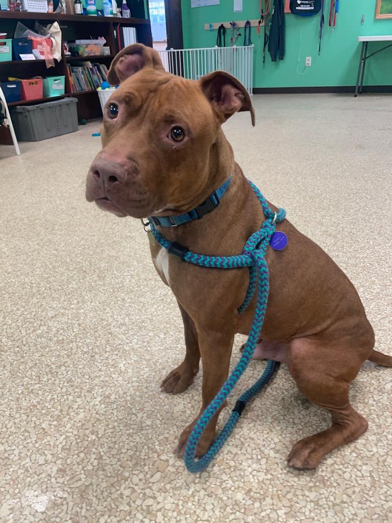 Enlarge Nugget, a Adoptable mixed breed in Utica, MI image 3/6